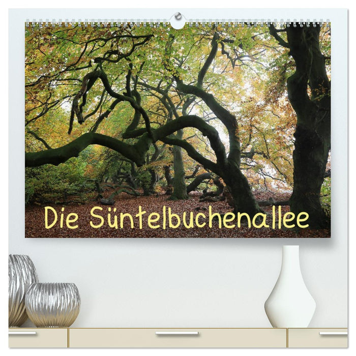 Die Süntelbuchenallee (CALVENDO Premium Wandkalender 2026)