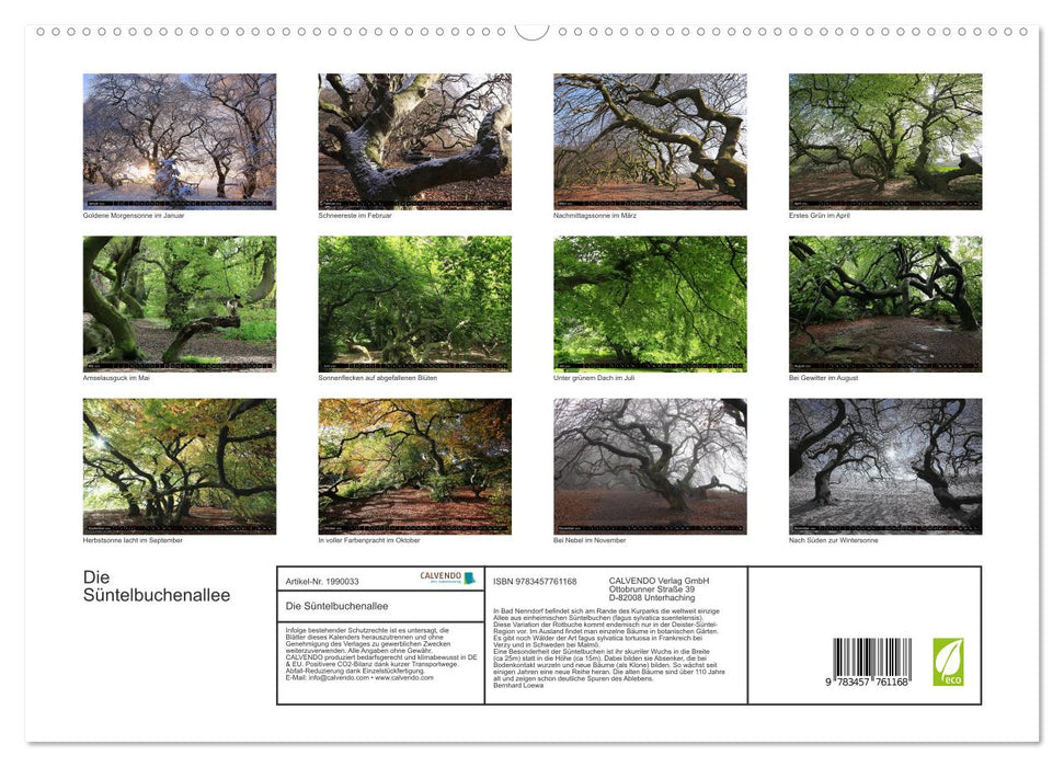 Die Süntelbuchenallee (CALVENDO Premium Wandkalender 2026)
