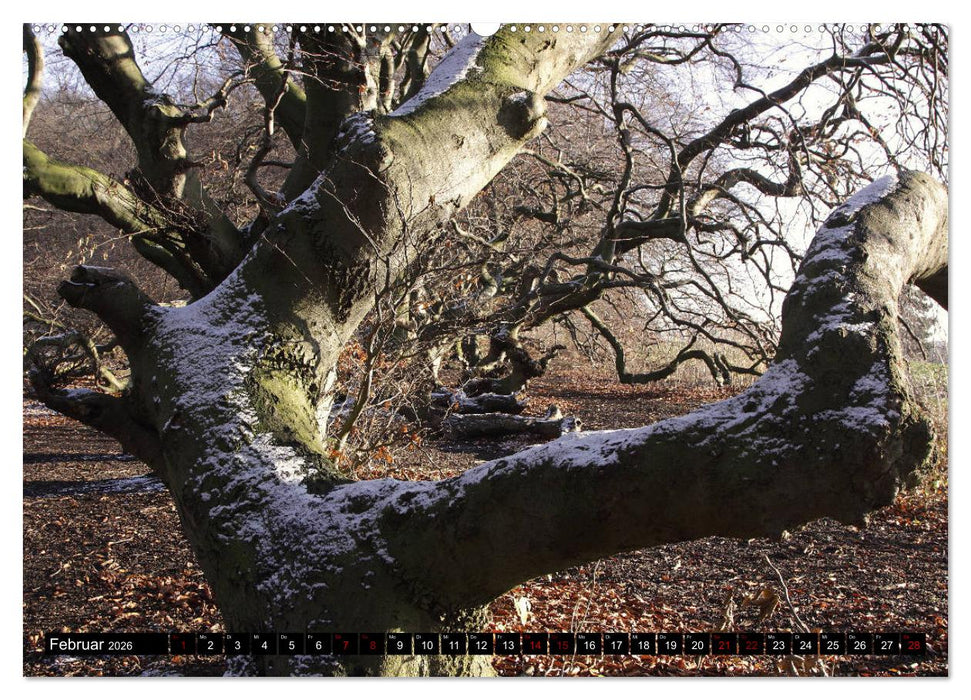 Die Süntelbuchenallee (CALVENDO Premium Wandkalender 2026)