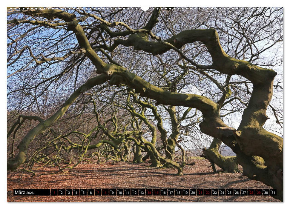 Die Süntelbuchenallee (CALVENDO Premium Wandkalender 2026)