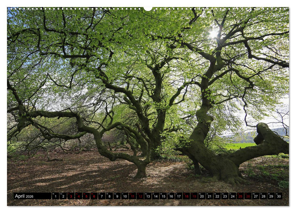Die Süntelbuchenallee (CALVENDO Premium Wandkalender 2026)