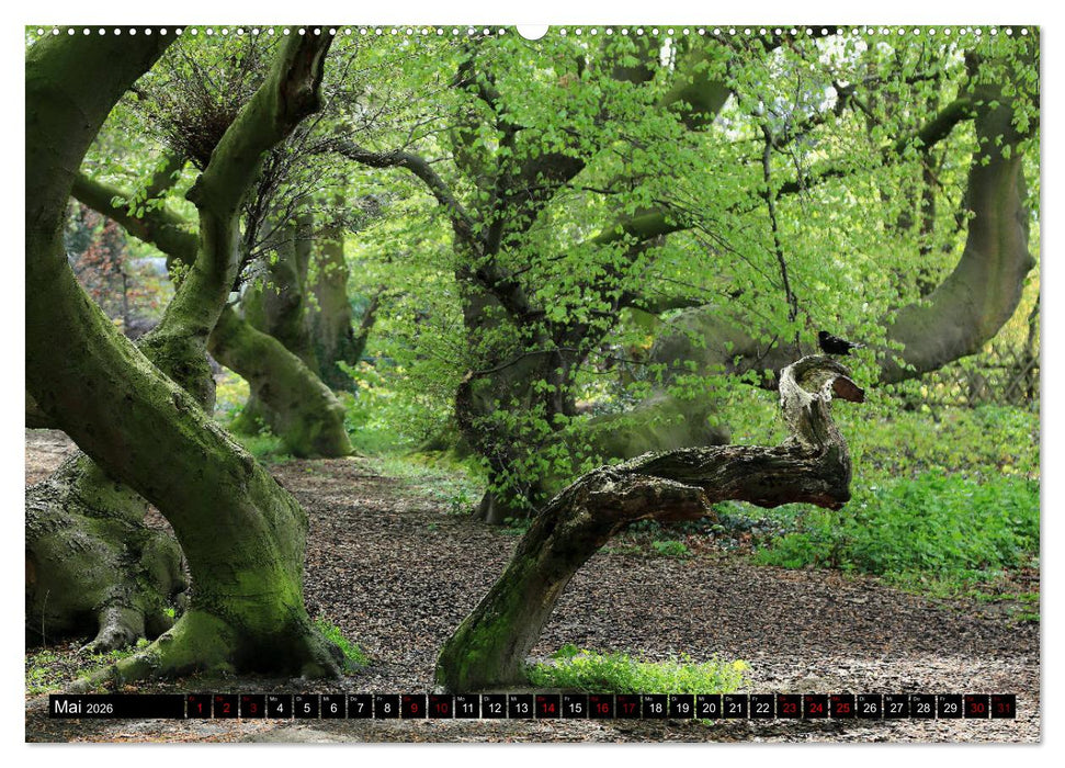 Die Süntelbuchenallee (CALVENDO Premium Wandkalender 2026)