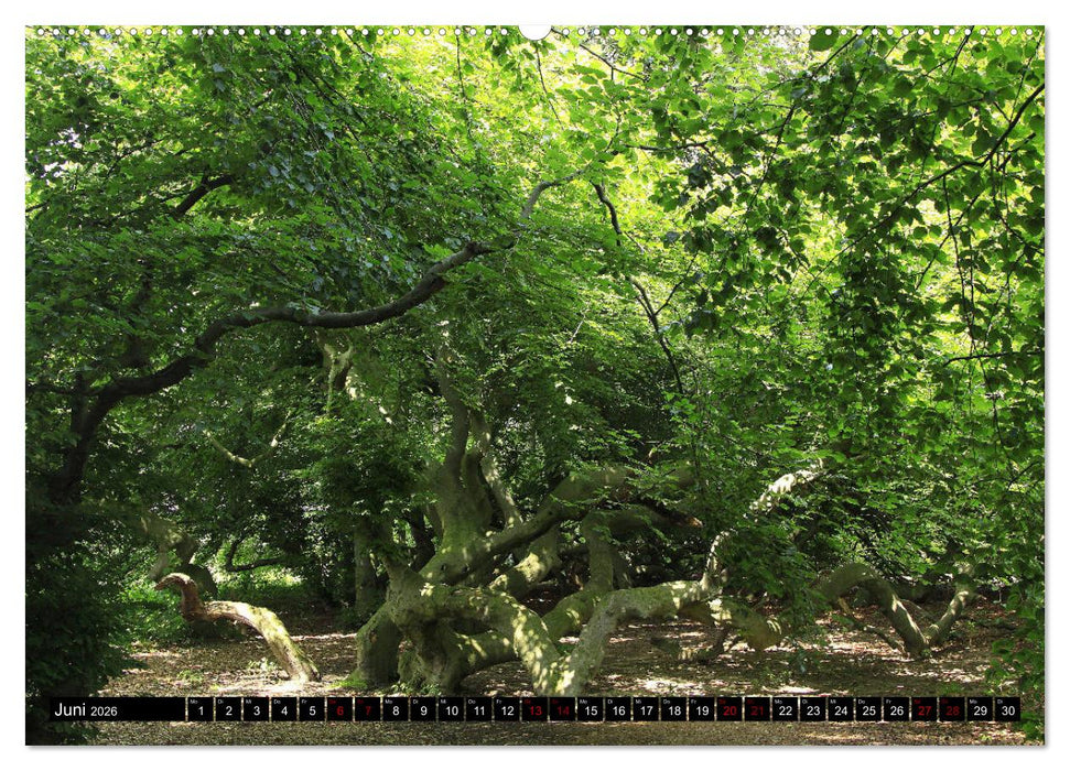 Die Süntelbuchenallee (CALVENDO Premium Wandkalender 2026)