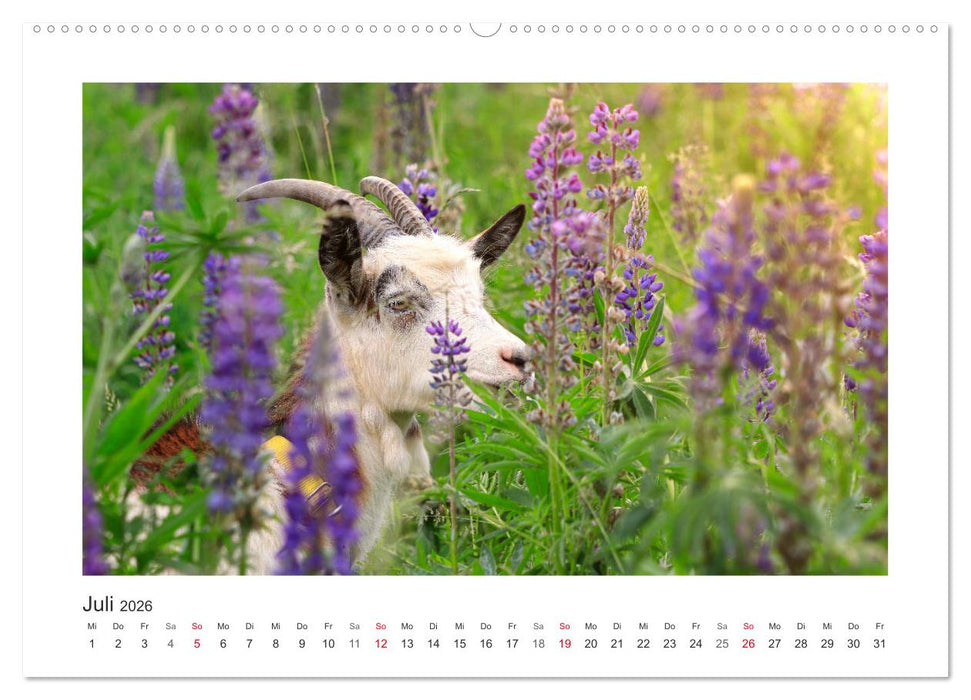 Wer zickt denn da? Mit Ziegen durchs Jahr (CALVENDO Premium Wandkalender 2026)