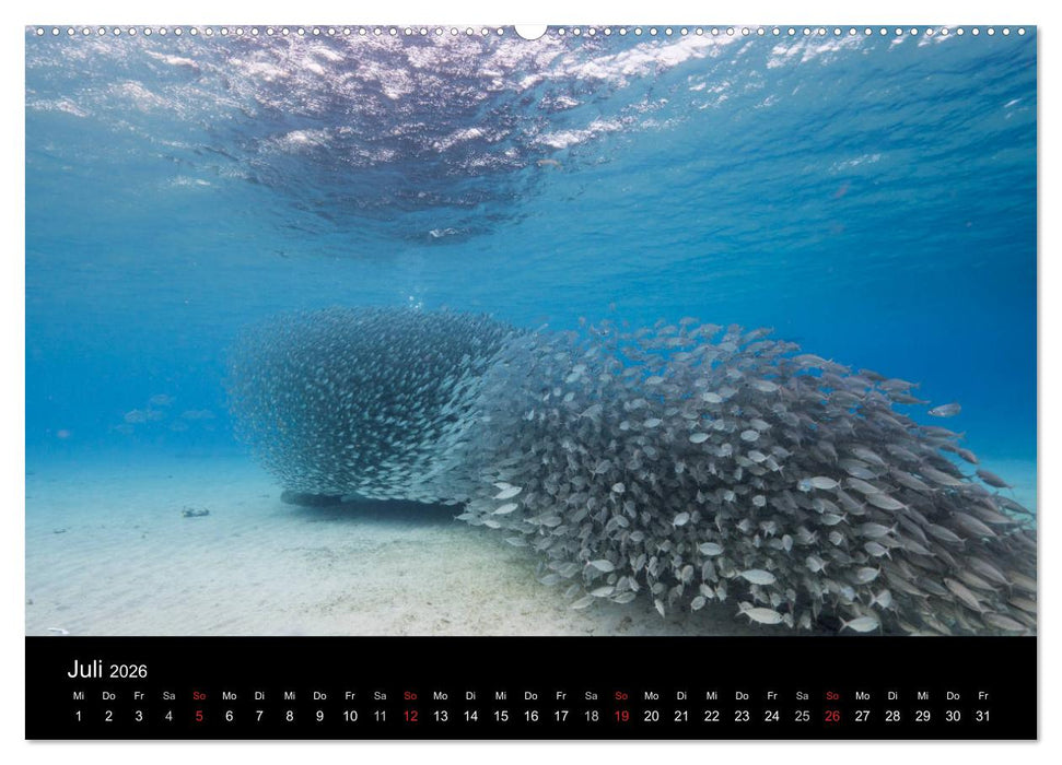 Tanz der Fische (CALVENDO Premium Wandkalender 2026)