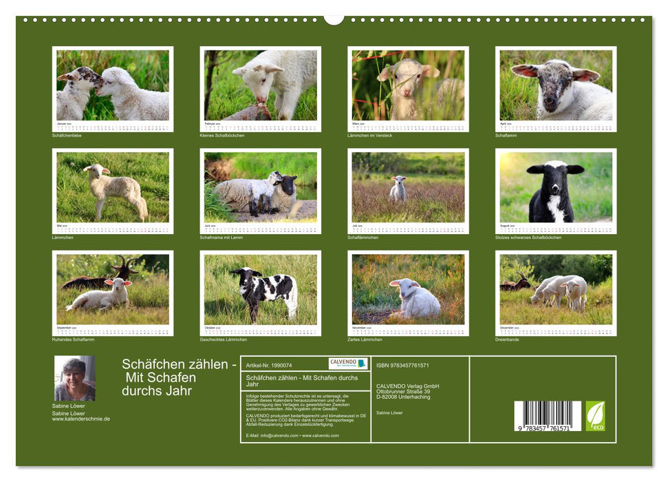 Schäfchen zählen - Mit Schafen durchs Jahr (CALVENDO Premium Wandkalender 2026)