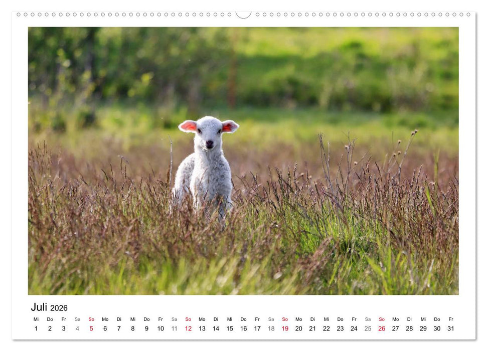 Schäfchen zählen - Mit Schafen durchs Jahr (CALVENDO Premium Wandkalender 2026)