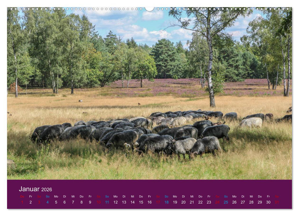 Die Heide blüht (CALVENDO Premium Wandkalender 2026)