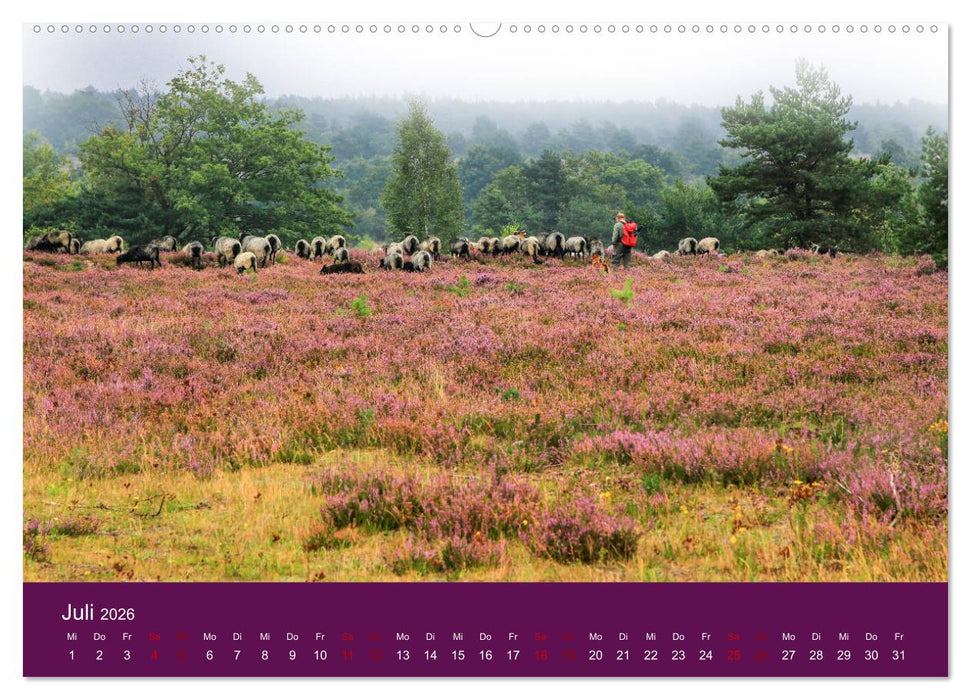 Die Heide blüht (CALVENDO Premium Wandkalender 2026)