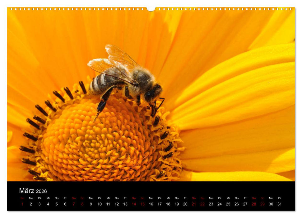 Gelb. Gelb. Gelb. (CALVENDO Premium Wandkalender 2026)