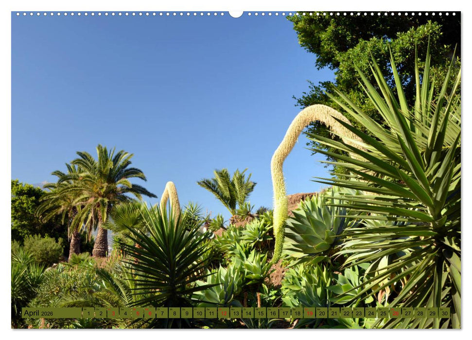 Pflanzenwelt Kanaren (CALVENDO Premium Wandkalender 2026)