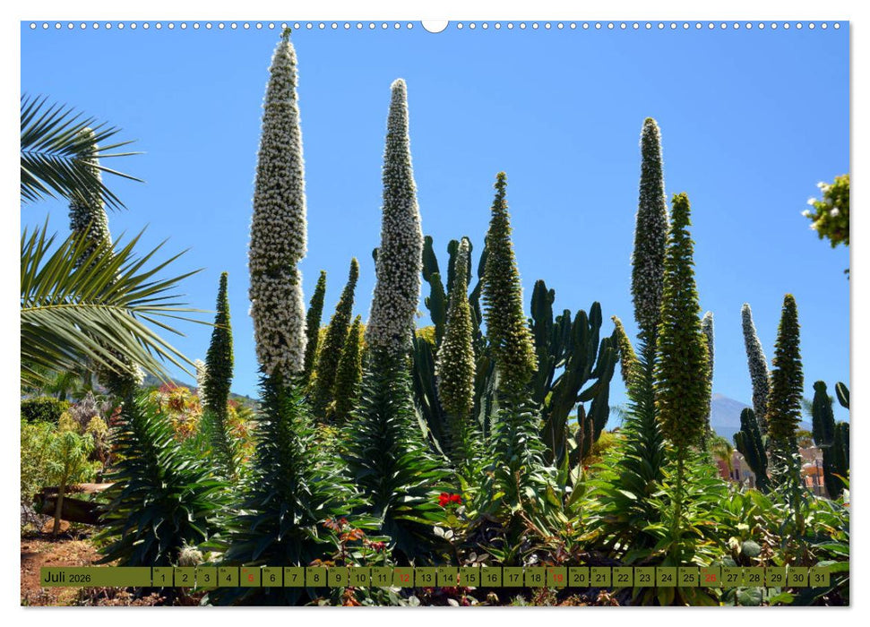Pflanzenwelt Kanaren (CALVENDO Premium Wandkalender 2026)