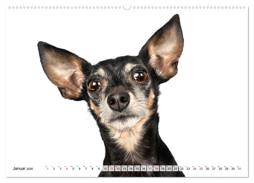 Charakterköpfe zum verlieben (CALVENDO Wandkalender 2026)