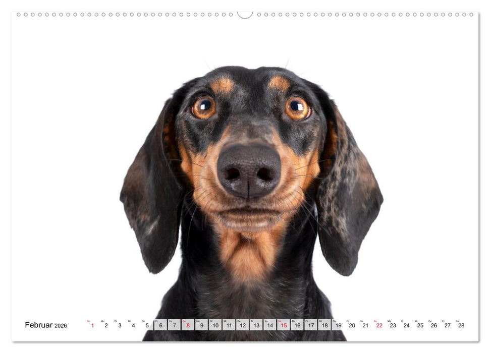 Charakterköpfe zum verlieben (CALVENDO Wandkalender 2026)