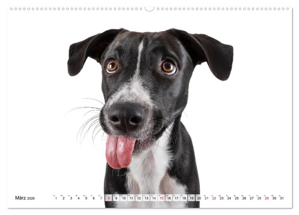 Charakterköpfe zum verlieben (CALVENDO Wandkalender 2026)