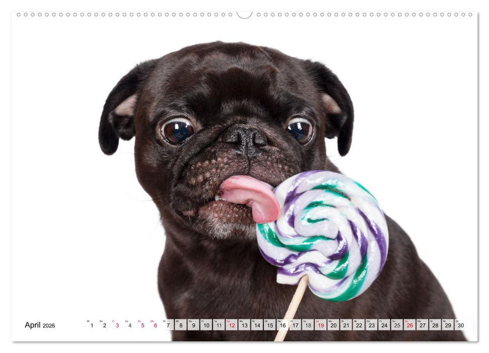 Charakterköpfe zum verlieben (CALVENDO Wandkalender 2026)