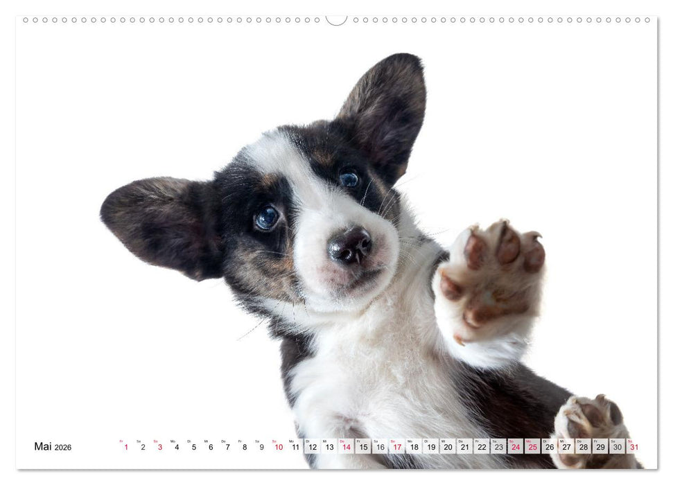 Charakterköpfe zum verlieben (CALVENDO Wandkalender 2026)