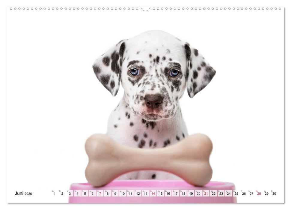 Charakterköpfe zum verlieben (CALVENDO Wandkalender 2026)