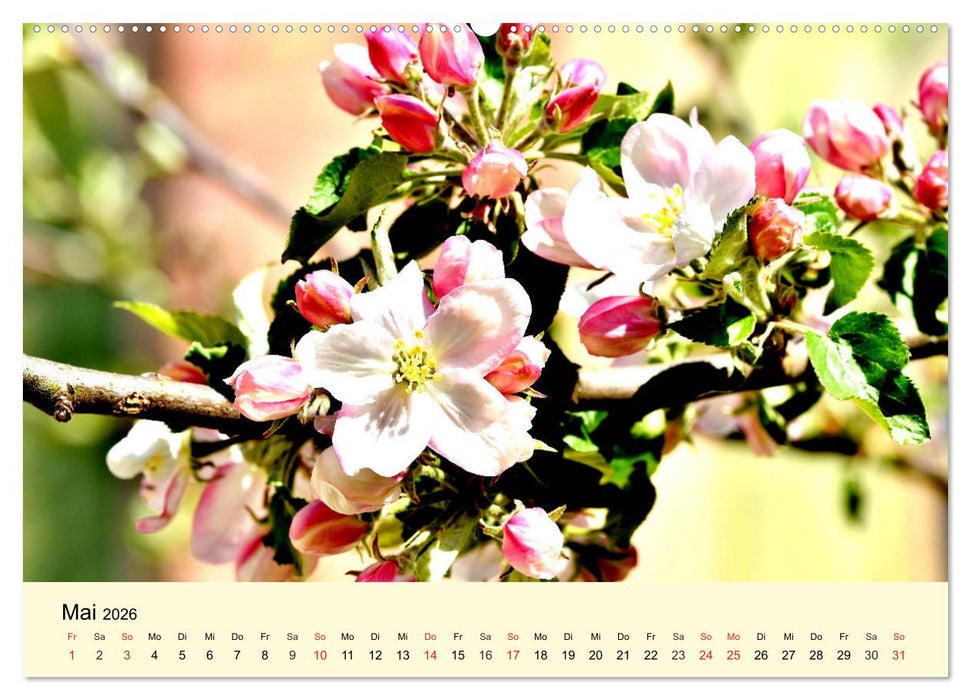 Saftig-knackige Äpfel und köstliche Süßspeisen (CALVENDO Wandkalender 2026)