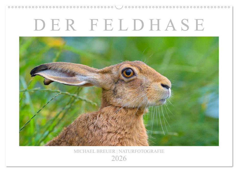 Der Feldhase (CALVENDO Wandkalender 2026)