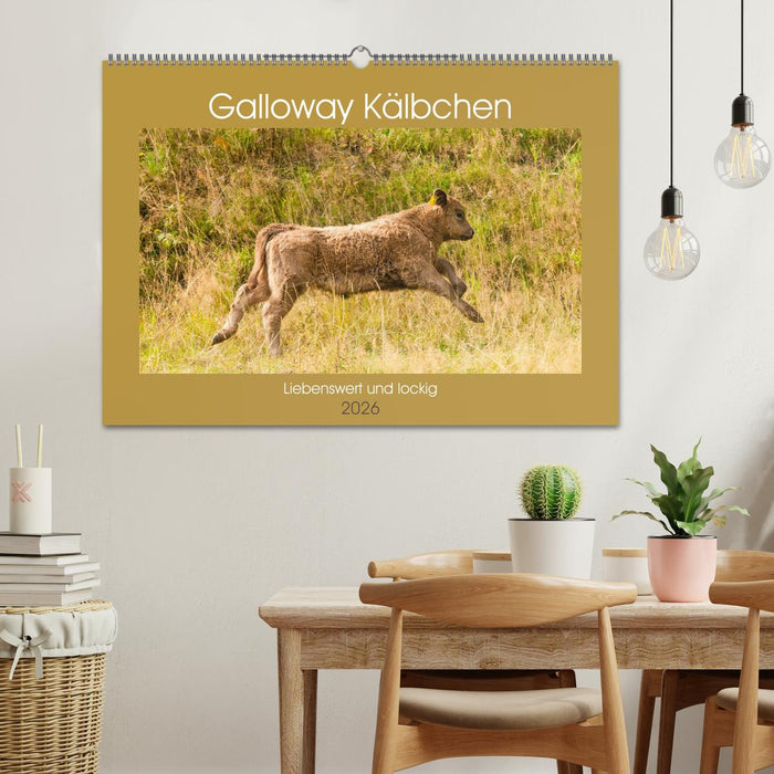 Galloway Kälbchen - Liebenswert und lockig (CALVENDO Wandkalender 2026)