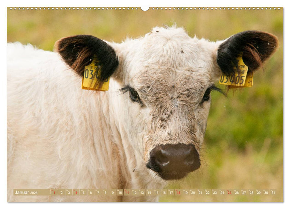 Galloway Kälbchen - Liebenswert und lockig (CALVENDO Wandkalender 2026)