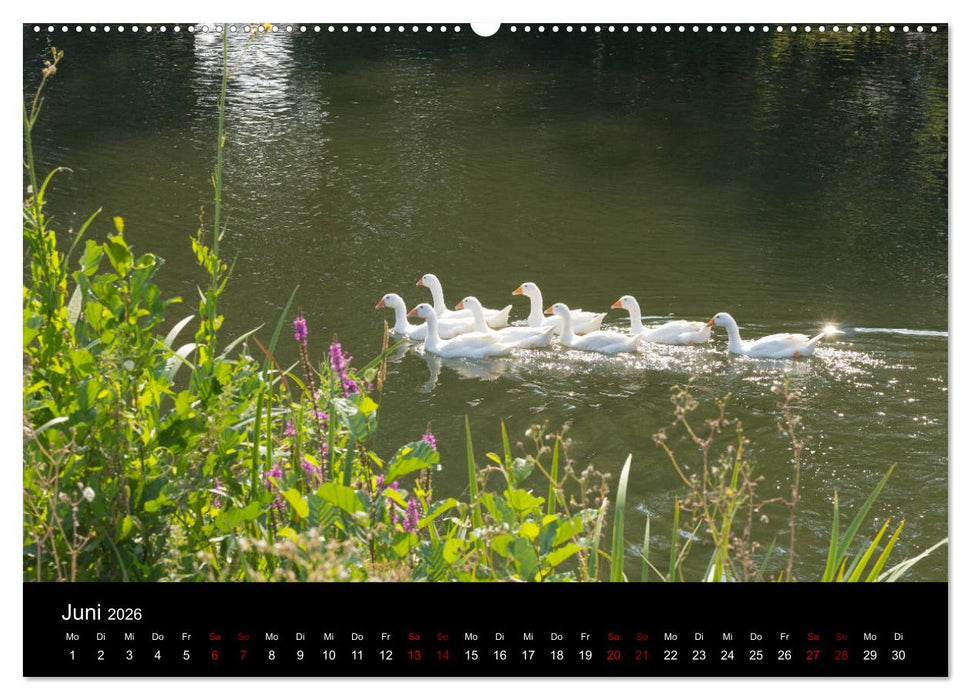 Die Amper - Ansichten eines bayerischen Flusses (CALVENDO Premium Wandkalender 2026)