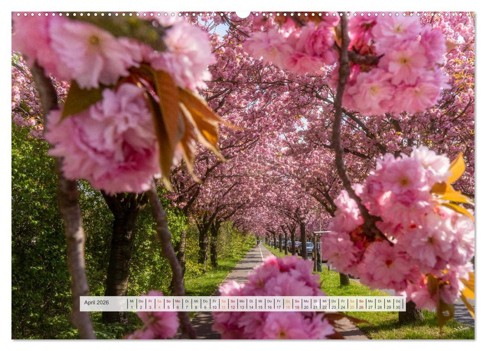 Schönes Magdeburg (CALVENDO Wandkalender 2026)