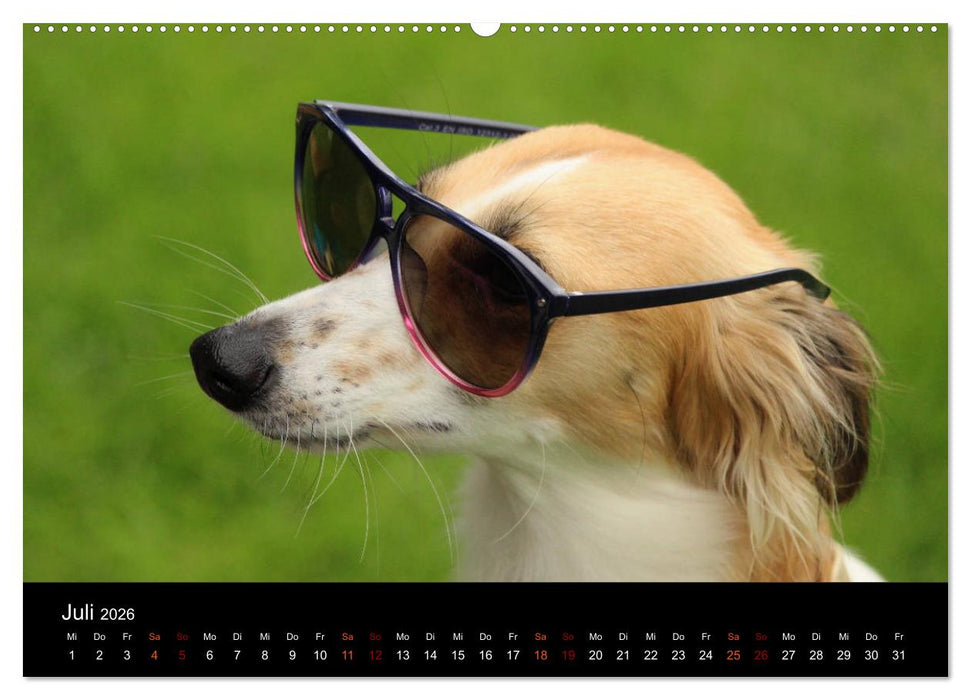 Der Silken Windsprite - ein Seelenhund (CALVENDO Premium Wandkalender 2026)
