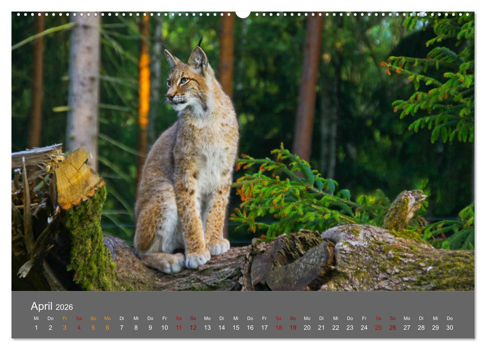 Der Luchs - Hochbeinig, Pinselohren, Backenbart (CALVENDO Wandkalender 2026)