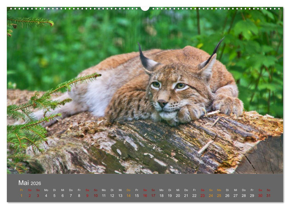 Der Luchs - Hochbeinig, Pinselohren, Backenbart (CALVENDO Wandkalender 2026)