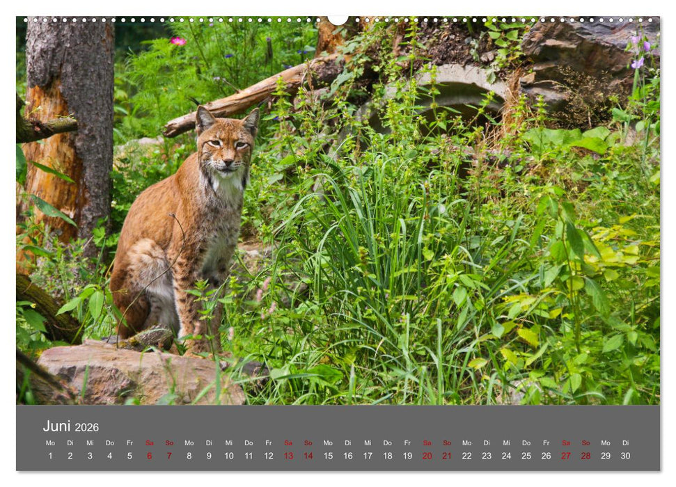 Der Luchs - Hochbeinig, Pinselohren, Backenbart (CALVENDO Wandkalender 2026)