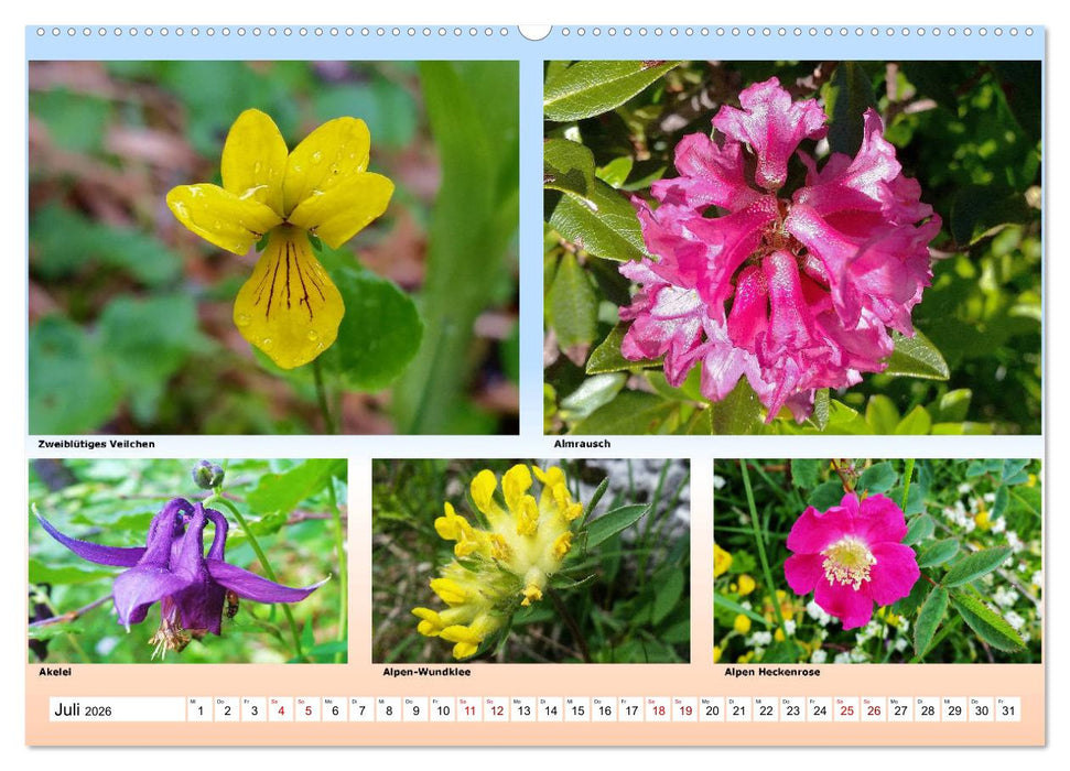 Alpiner Blütenzauber (CALVENDO Premium Wandkalender 2026)