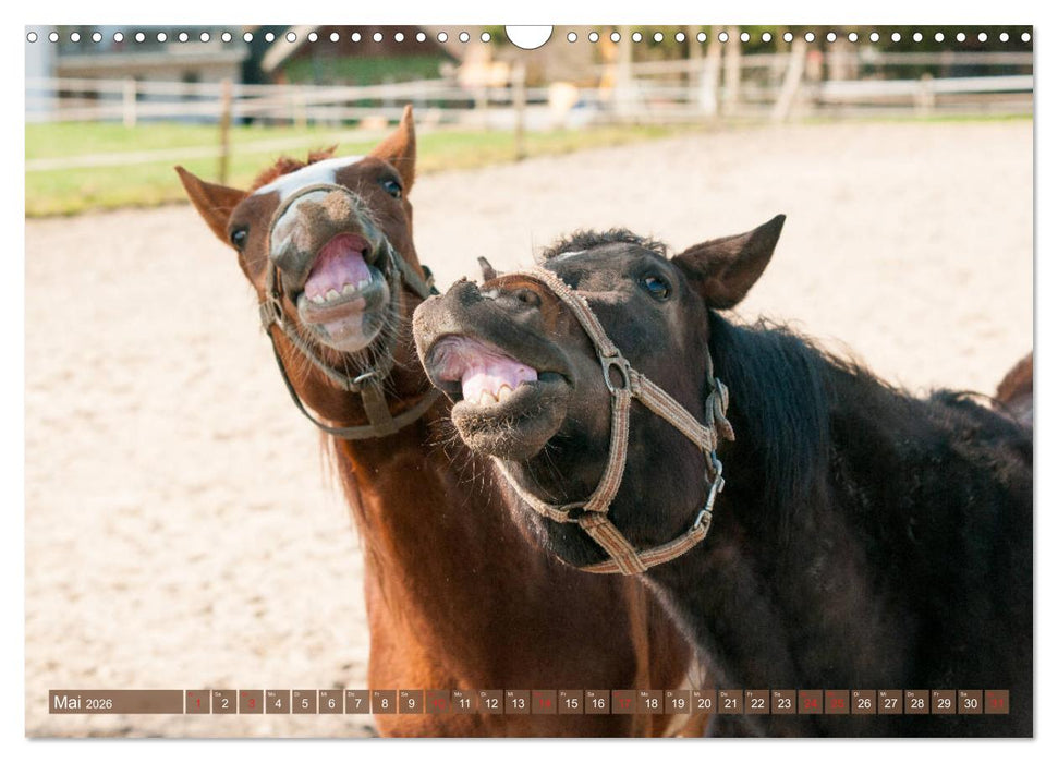 Das Lachen der Pferde - Lustige Gesichter (CALVENDO Wandkalender 2026)