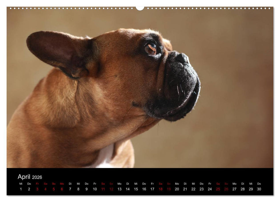 Charme auf vier Pfoten - Französische Bulldoggen Portraits (CALVENDO Premium Wandkalender 2026)