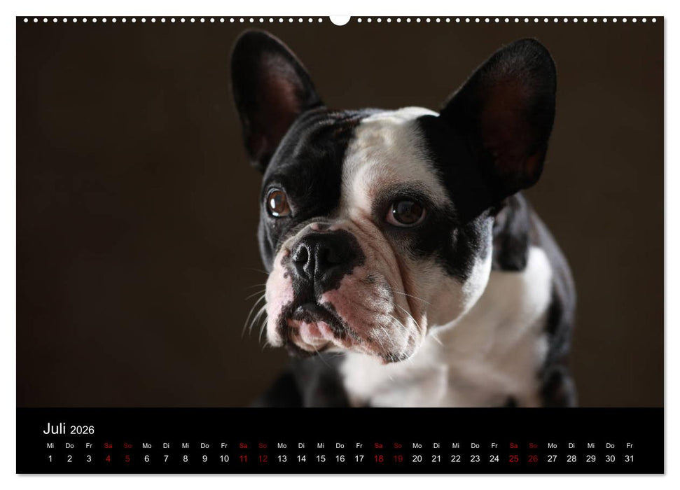 Charme auf vier Pfoten - Französische Bulldoggen Portraits (CALVENDO Premium Wandkalender 2026)