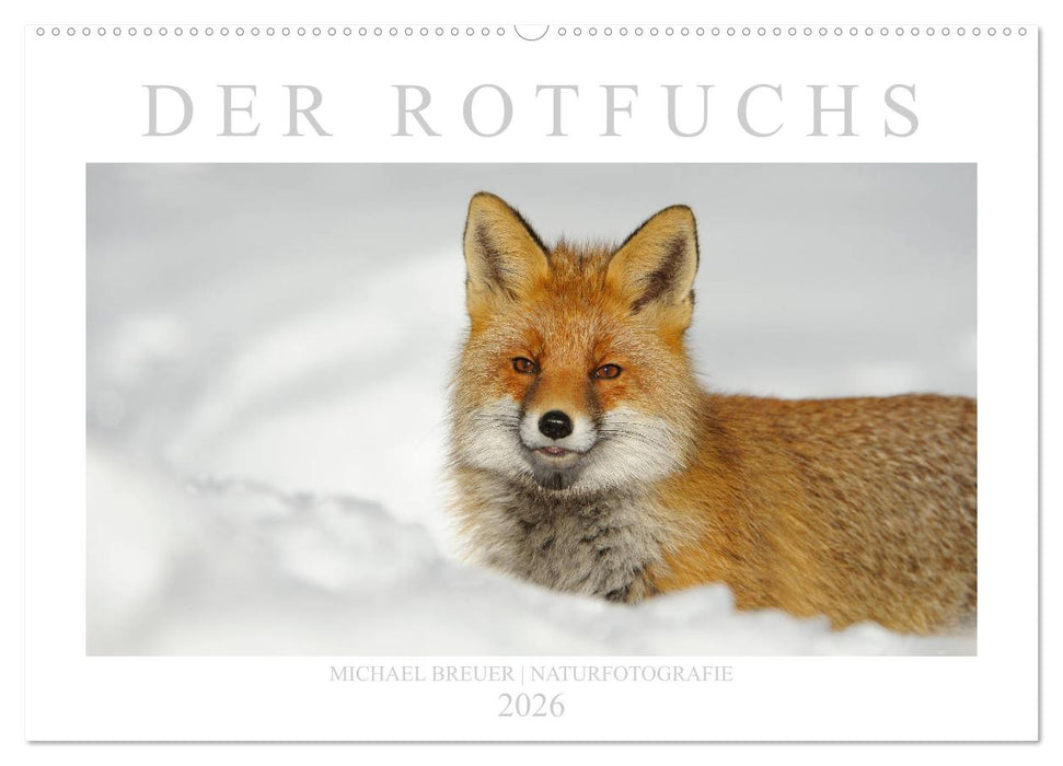 Der Rotfuchs (CALVENDO Wandkalender 2026)