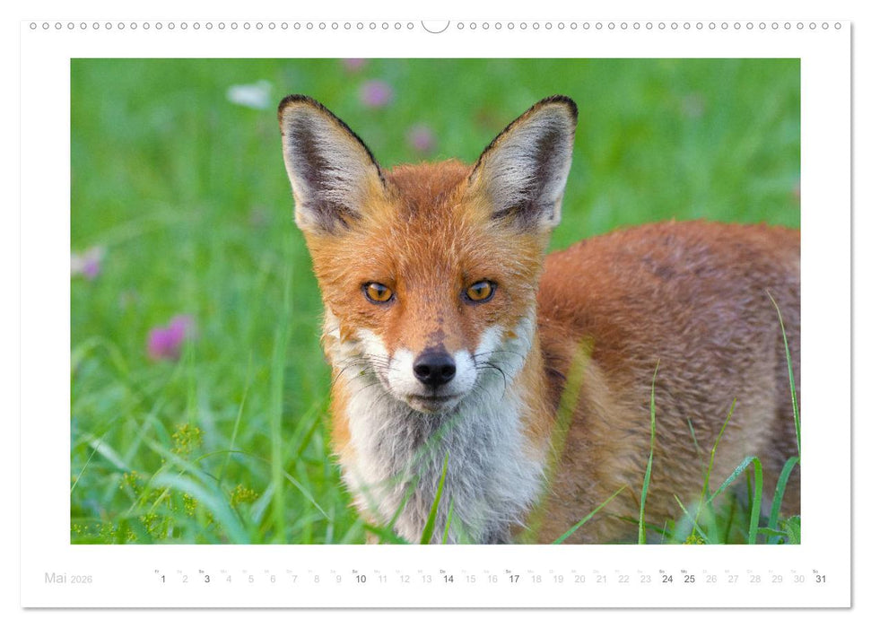 Der Rotfuchs (CALVENDO Wandkalender 2026)