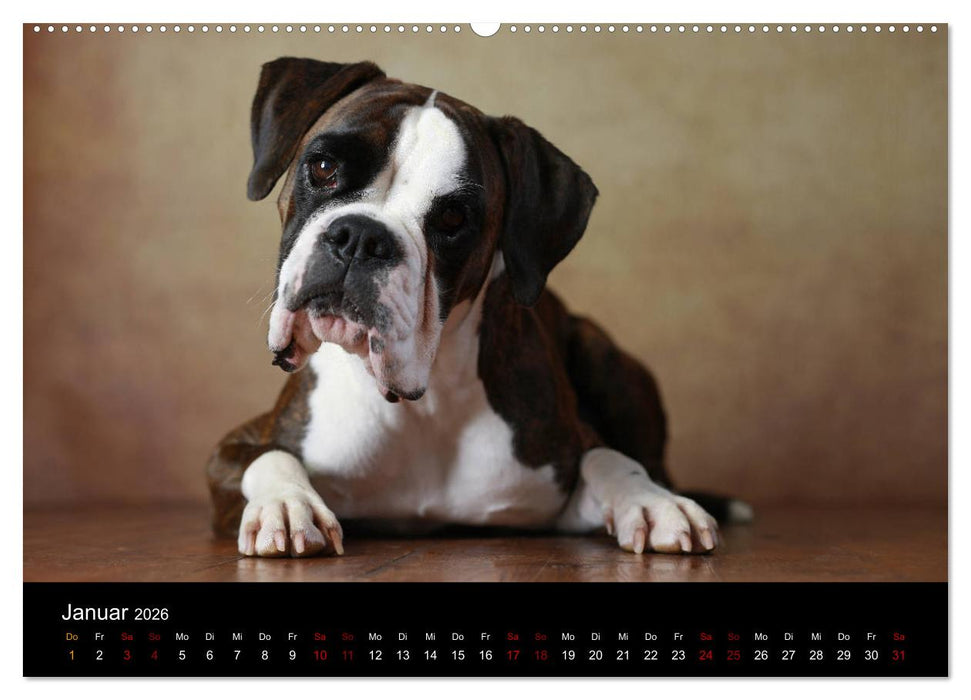 Liebenswerte Boxer (CALVENDO Premium Wandkalender 2026)