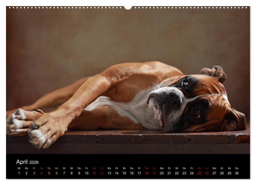 Liebenswerte Boxer (CALVENDO Premium Wandkalender 2026)