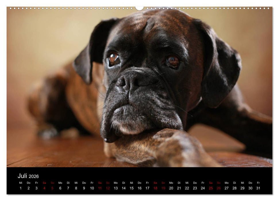 Liebenswerte Boxer (CALVENDO Premium Wandkalender 2026)