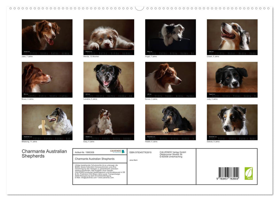 Charmante Australian Shepherds (CALVENDO Premium Wandkalender 2026)