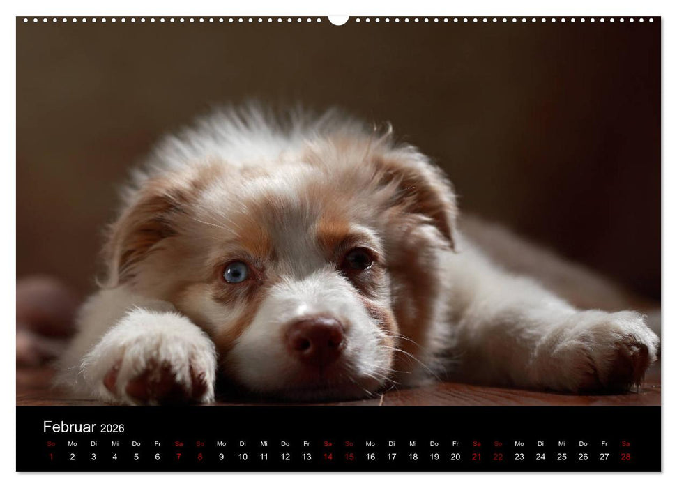 Charmante Australian Shepherds (CALVENDO Premium Wandkalender 2026)