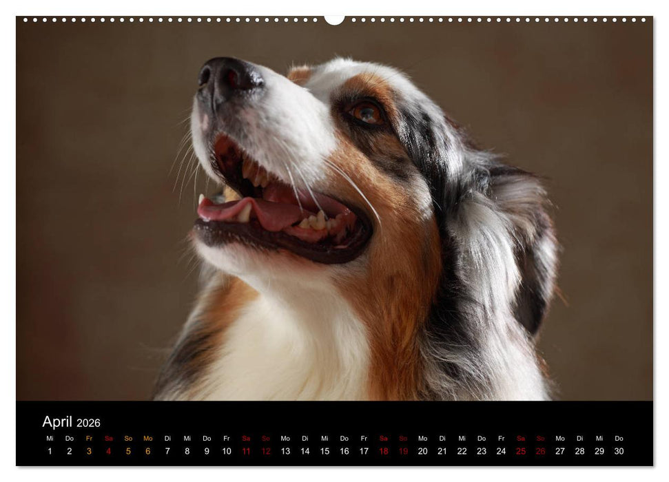 Charmante Australian Shepherds (CALVENDO Premium Wandkalender 2026)