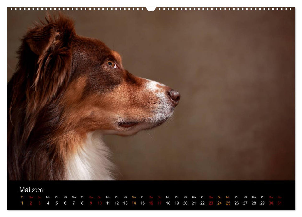 Charmante Australian Shepherds (CALVENDO Premium Wandkalender 2026)