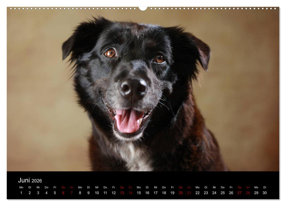 Charmante Australian Shepherds (CALVENDO Premium Wandkalender 2026)