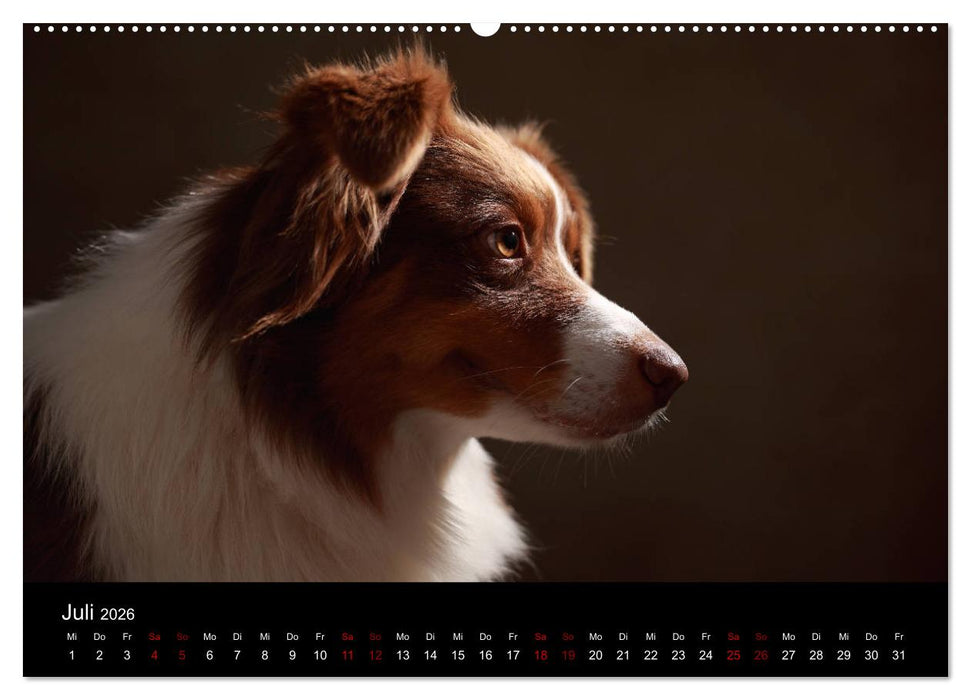 Charmante Australian Shepherds (CALVENDO Premium Wandkalender 2026)
