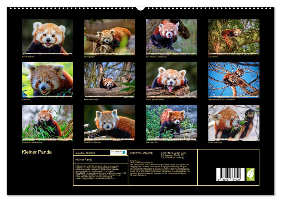 Kleiner Panda (CALVENDO Premium Wandkalender 2026)