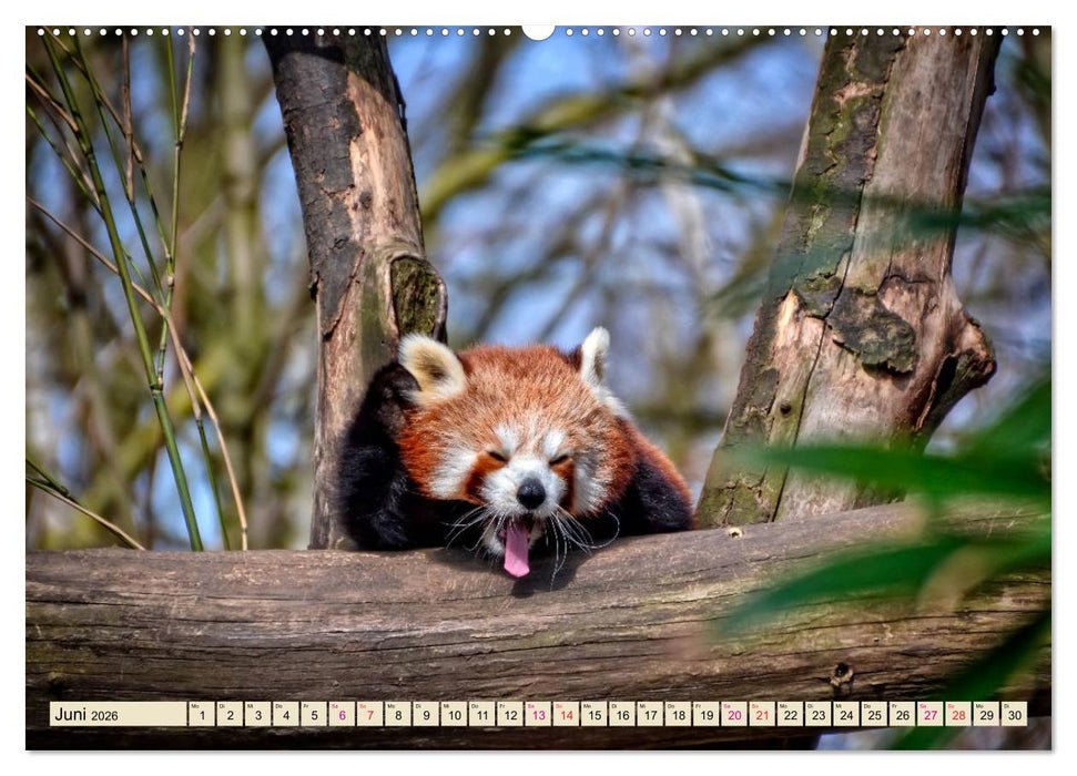 Kleiner Panda (CALVENDO Premium Wandkalender 2026)