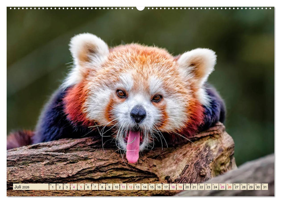 Kleiner Panda (CALVENDO Premium Wandkalender 2026)